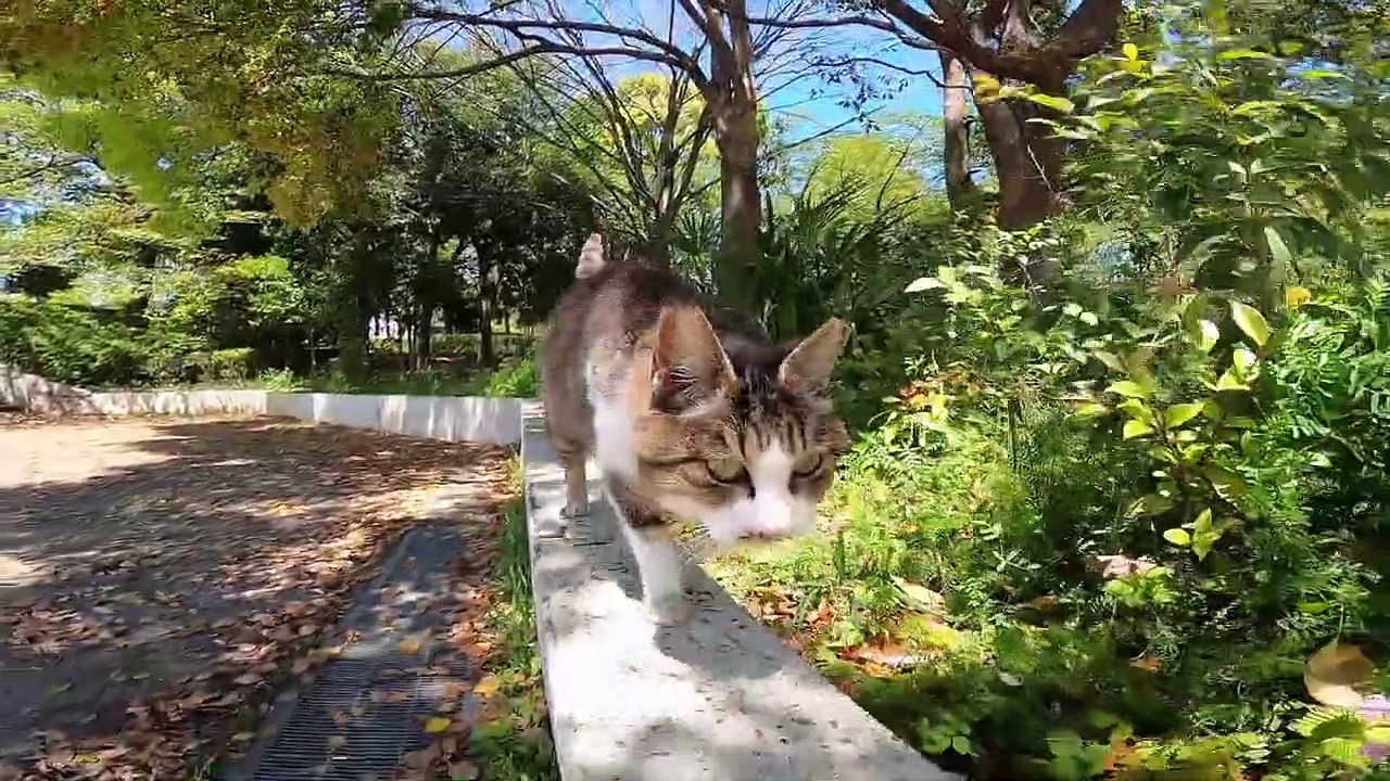 I took a video of a stray cat living in Japan.75