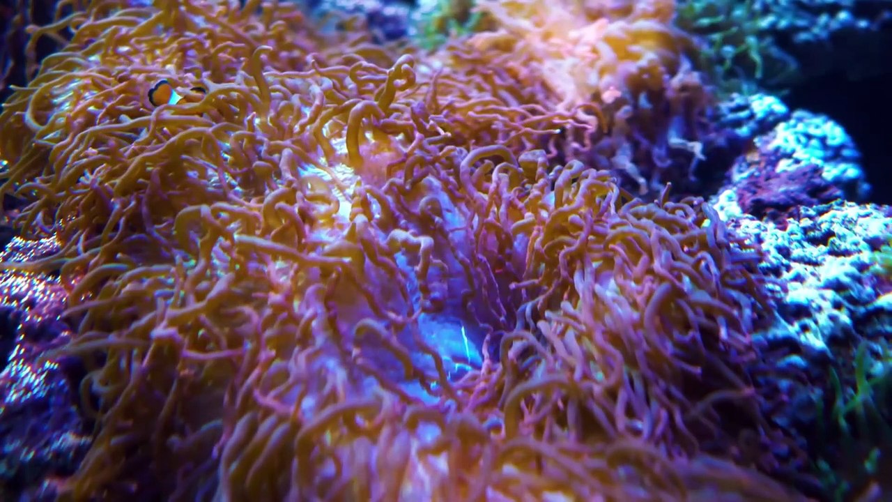 Small Fish are Walking Across  The Ocean With Soothing Music