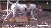 Les associations de défense des animaux, en difficulté