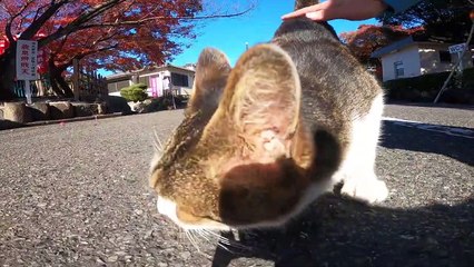 I took a video of a stray cat living in Japan.77
