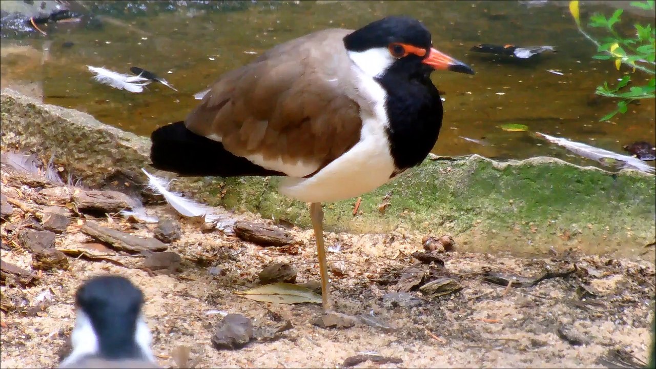 Redwattled_lapwing