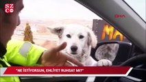 Trafik polisinden ekip otosunun camından bakan köpeğe gülümseten soru