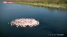 İzmir Kuş Cenneti flamingolarla şenlendi