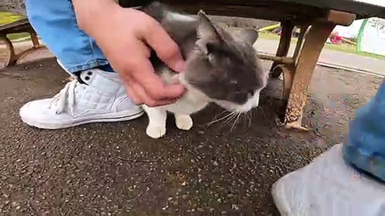 I took a video of a stray cat living in Japan.79