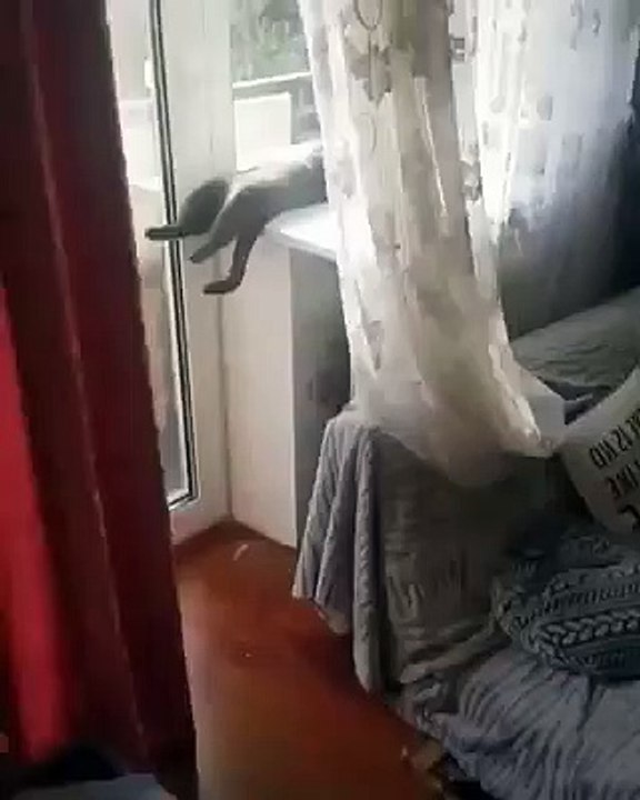 sleeping ? cat
