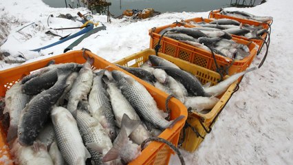[뉴스큐] "추위 못 이기고" 숭어 37톤 동사...전북 덮친 최강 한파 / YTN