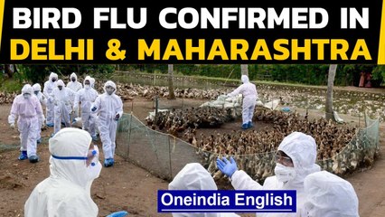 Tải video: Bird Flu confirmed in 8 states and 1 UT: Delhi and Maharashtra confirm Avian Flu| Oneindia News