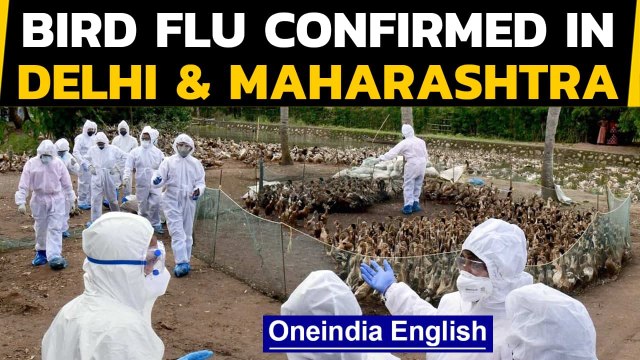 Bird Flu confirmed in 8 states and 1 UT: Delhi and Maharashtra confirm Avian Flu| Oneindia News