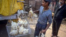 Bird Flu in India: Outbreak hits poultry industry