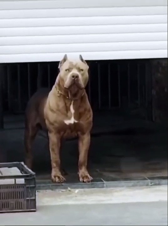 DOG ❤❤