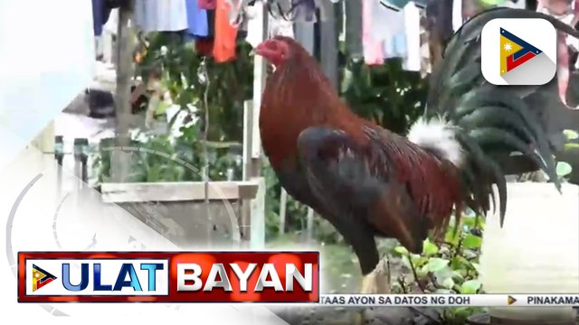 #UlatBayan | EXCLUSIVE: Nagpakilalang NBI agent, tinutukan ng baril ang kapitbahay matapos umanong nakawin ang kanyang panabong na manok; suspek, pekeng NBI agent ayon sa ahensya