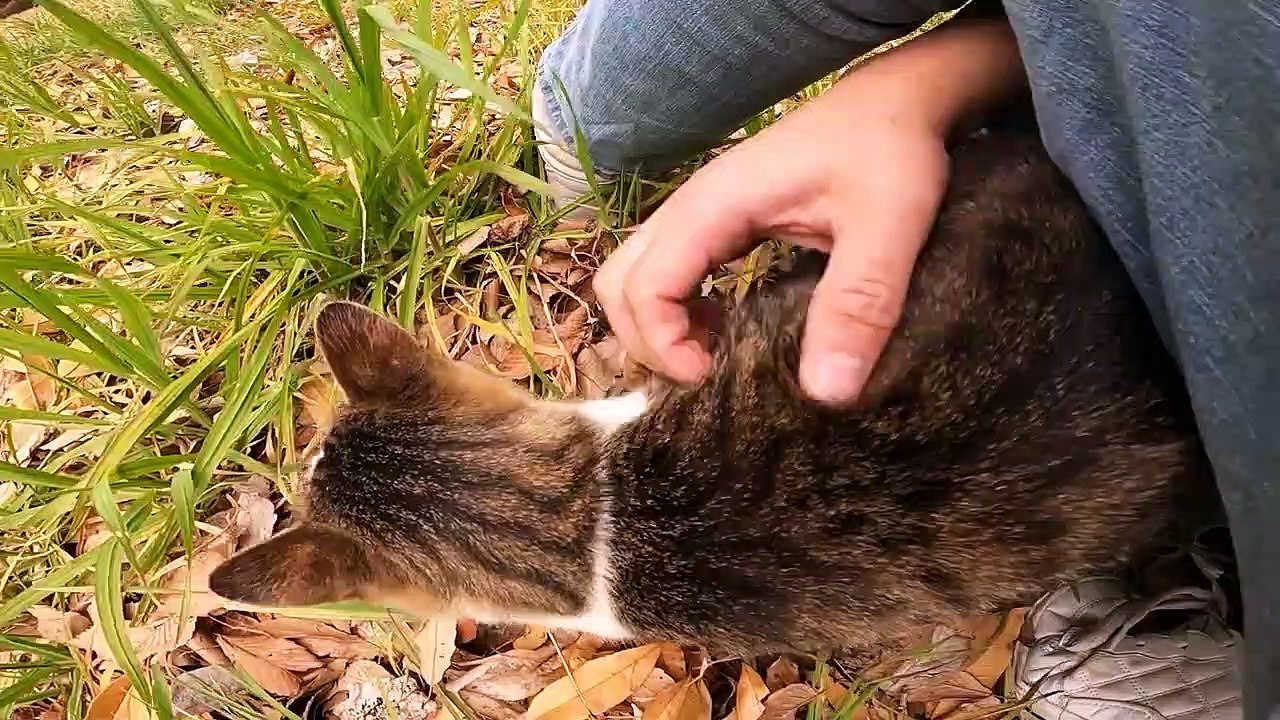 I took a video of a stray cat living in Japan.80