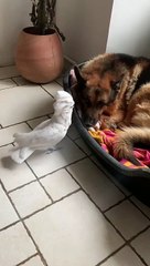 Tired Doggy Ignores Barking Birdie