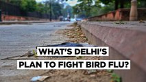 Bird Flu  Crows Found Dead In Delhi, Kanpur Zoo To Kill All Birds As 7 States Confirm Cases