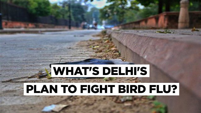Bird Flu Crows Found Dead In Delhi, Kanpur Zoo To Kill All Birds As 7 States Confirm Cases