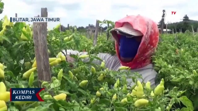 Hasil Panen Cabai Menurun Akibat Cuaca Buruk