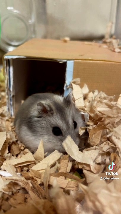 hamster
