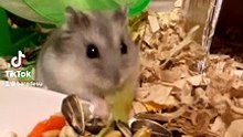 ハムスター