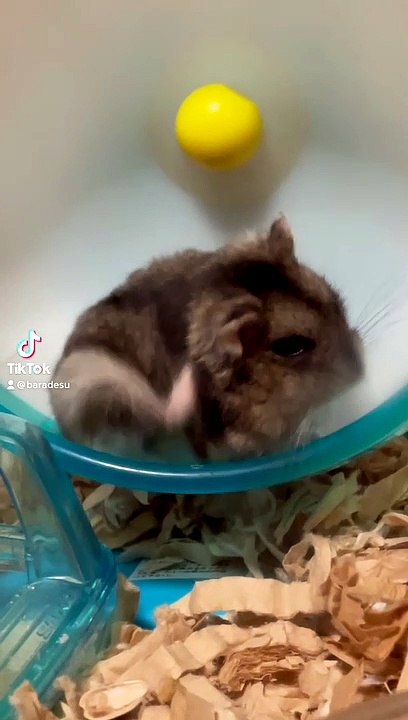 hamster