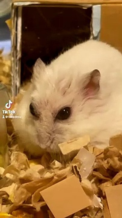 hamster