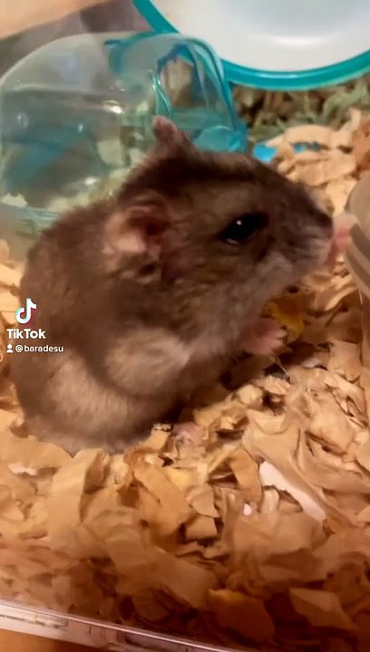 hamster