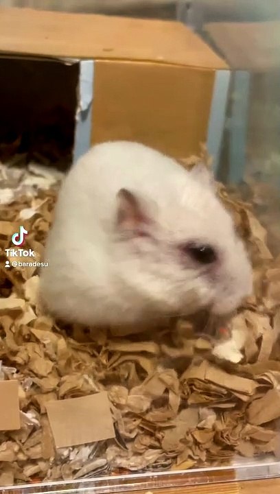 hamster