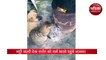 जय-वीरू की जोड़ी की तरह आग तापते दिखा पपी और बिल्ली का बच्चा, वायरल हो रहा वीडियो
