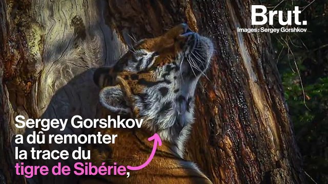 Les observer dans la nature est pratiquement impossible : l'histoire derrière la photo d'un tigre de Sibérie