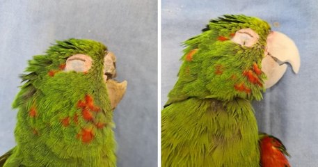 Au Brésil, des vétérinaires secourent un perroquet et lui reconstruisent son bec cassé