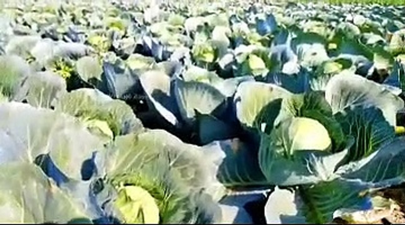 Cabbage Cultivation