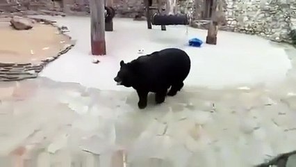 Deja de copiar el video. Sube videos de tu país