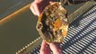 Restoring oysters and clean water to New York Harbor