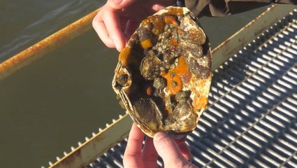 Restoring oysters and clean water to New York Harbor