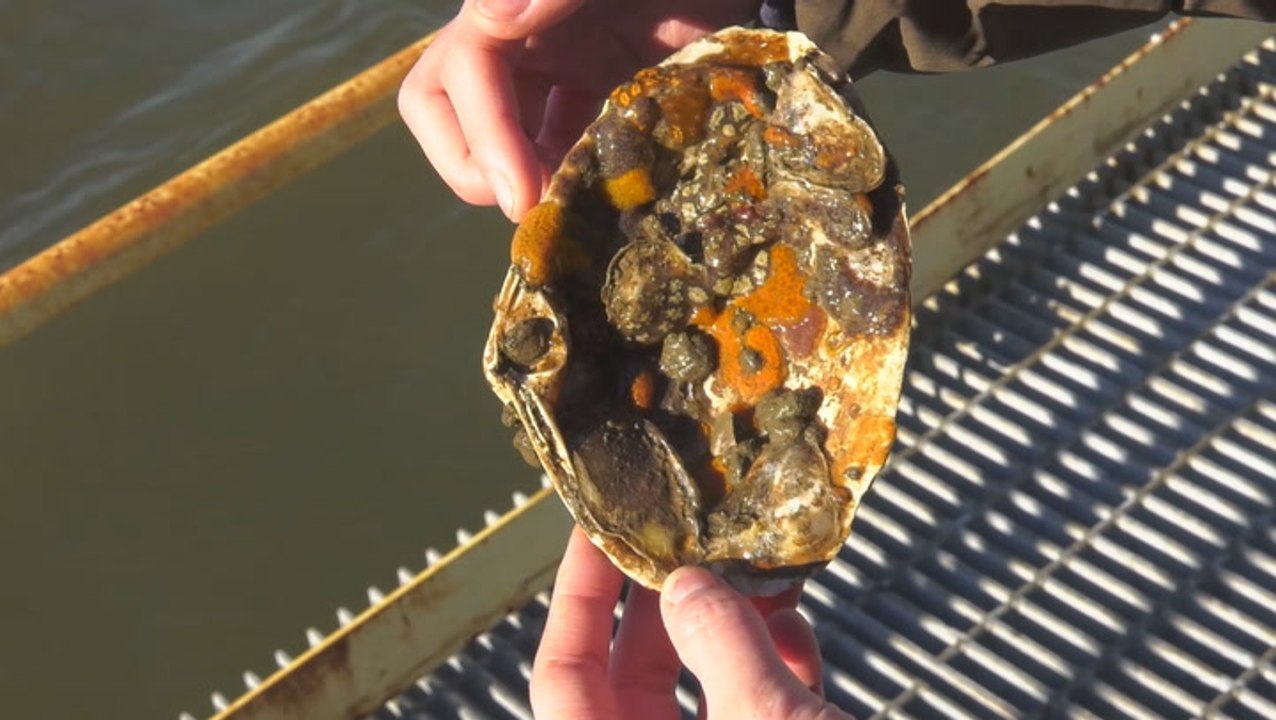 Restoring oysters and clean water to New York Harbor