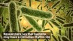 Bacteria Are Also Regulated By a Circadian Rhythm, In World's First Discovery
