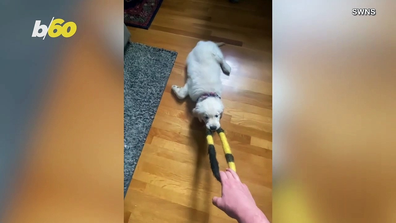 Shrug of War! Lazy Pup Insists on Being Dragged on the Floor by Owner During Tug of War!