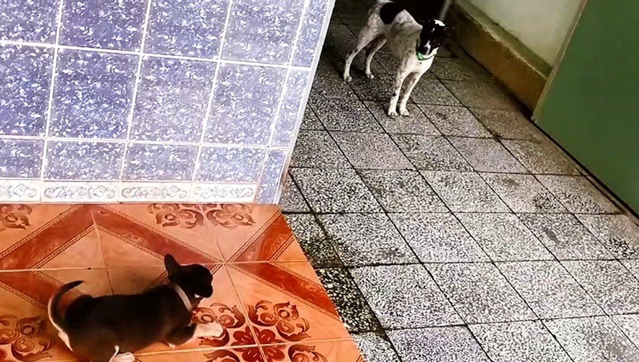 Dog Brings Back Pack to Deal With Scary Puppy