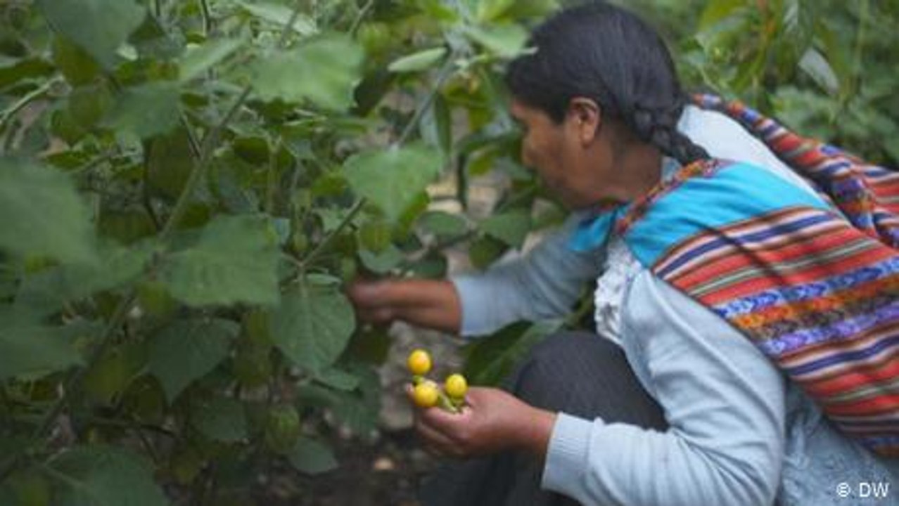 Peru: Andenbären und Internet