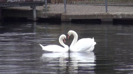Natur pur: "Liebestanz der Schwäne"