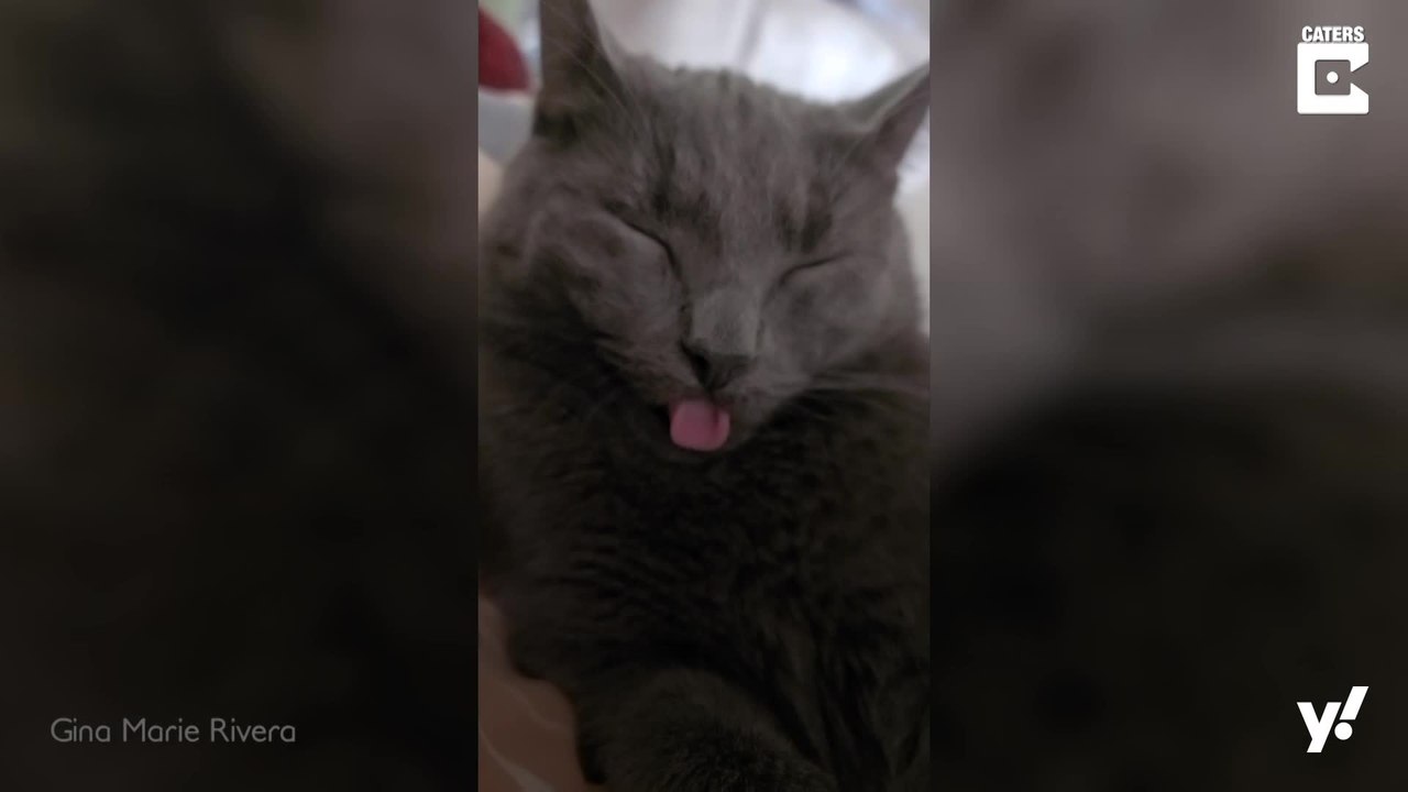 Katze trinkt Milch im Schlaf