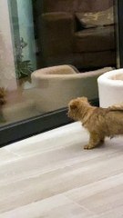 Puppy Tries to Play with Reflection in Window