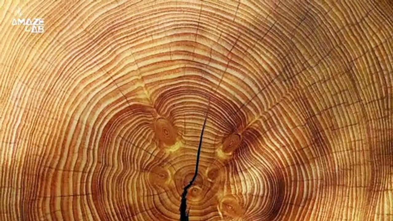 Megalodon Sharks May Have Grown Big By Devouring Unborn Siblings In Utero