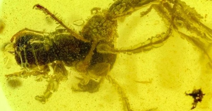 Ce fossile préhistorique a figé dans l'ambre l'assaut d'une « fourmi de l'enfer », s'attaquant à une proie