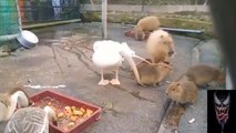 Ce pélican gourmand veut manger un capybara