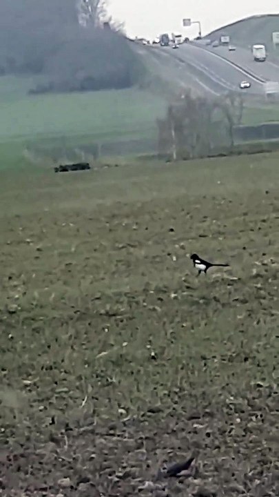 Une meute d'énormes sangliers traverse la N31