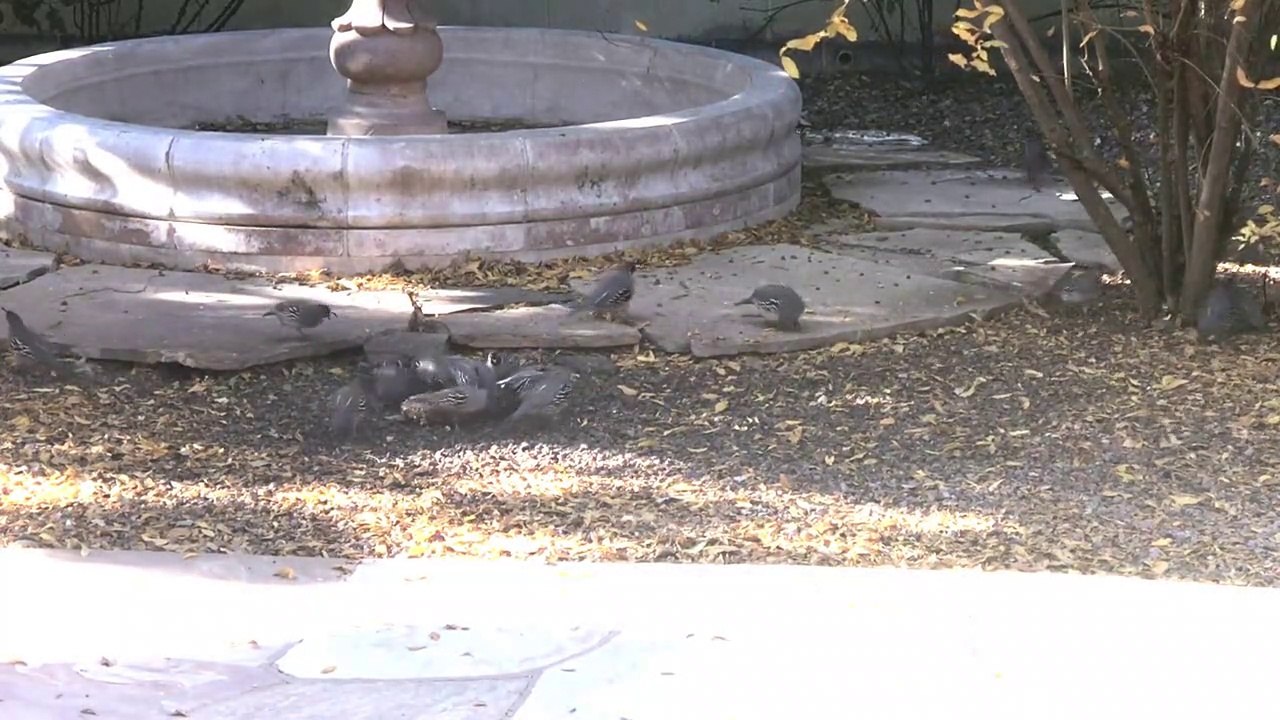 Quails fighting over their seedblock 720p