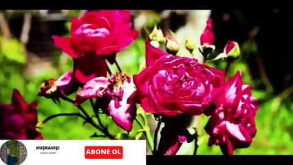 Hamza Aktürk ~ Erzurum Kars Ardahan Potbori #Part2