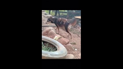 A mother dog nurture a baby monkey as her real little baby - Funny Dailymotion video