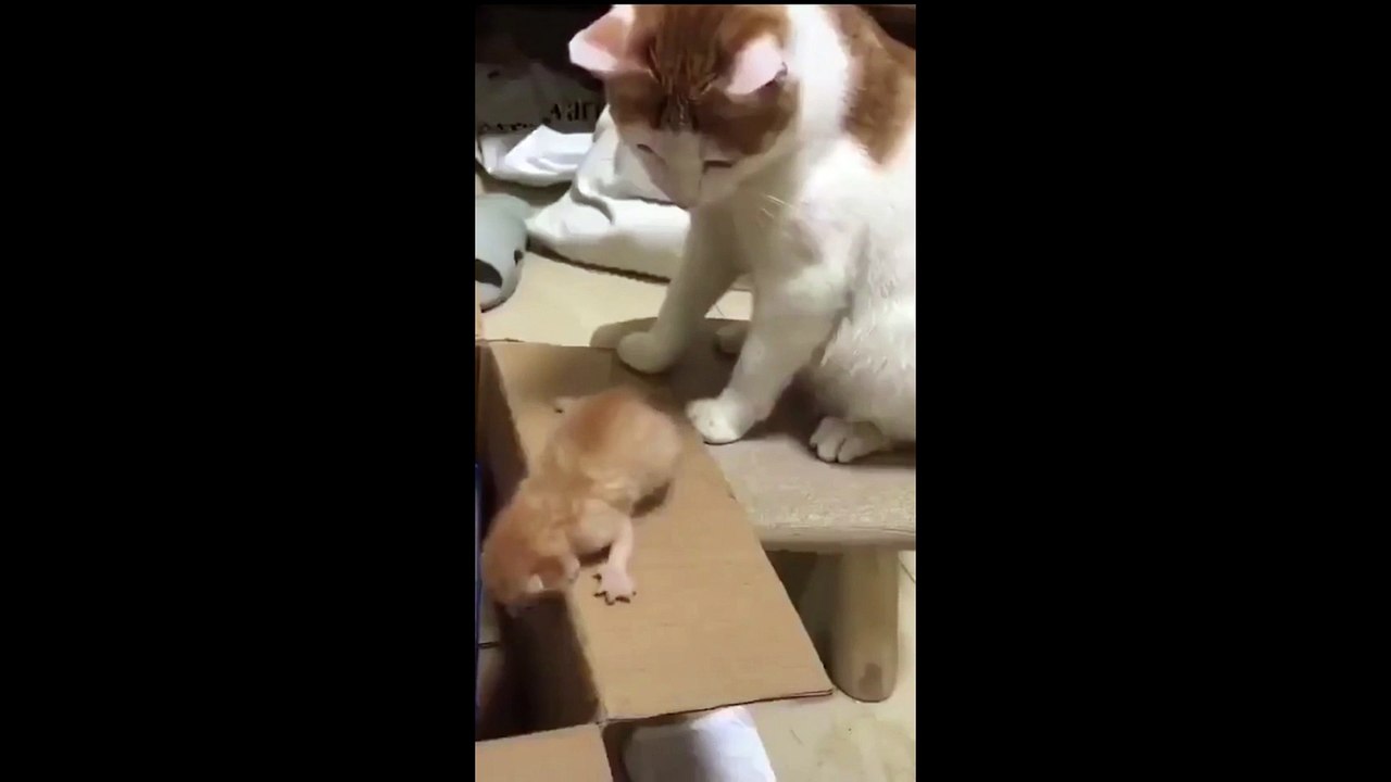 Mom cat pushes her baby to fall out - Funny Dailymotion video