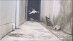 Impossible mission: Special Agent Cat defeats 3 other cats - Funny Dailymotion video